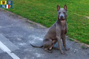 Read more about the article Thai Ridgeback breeder and puppies in Moravia-Silesia