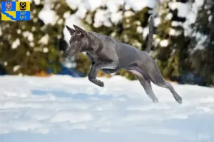 Read more about the article Thai Ridgeback breeder and puppies in Olomouc