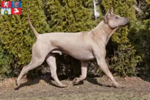 Read more about the article Thai Ridgeback breeder and puppies in Pardubice