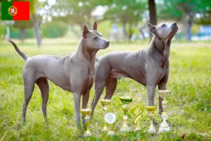 Read more about the article Thai Ridgeback breeders and puppies in Portugal