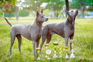 Read more about the article Thai Ridgeback breeder and puppies in Prague