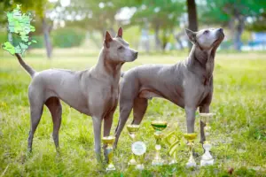 Read more about the article Thai Ridgeback breeder and puppies in Sjælland