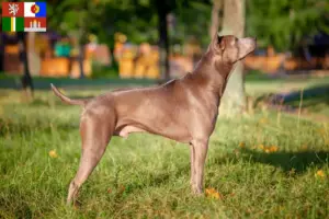 Read more about the article Thai Ridgeback breeder and puppies in South Bohemia