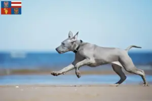 Read more about the article Thai Ridgeback breeders and puppies in South Moravia