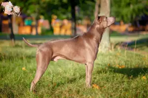 Read more about the article Thai Ridgeback breeders and puppies in Syddanmark