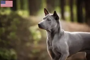 Read more about the article Thai Ridgeback breeders and puppies in the USA