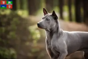 Read more about the article Thai Ridgeback breeder and puppies in Ústí