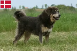 Read more about the article Tibetan Dog breeder and puppies in Denmark