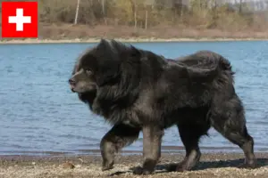 Read more about the article Tibetan Mastiff breeders and puppies in Switzerland