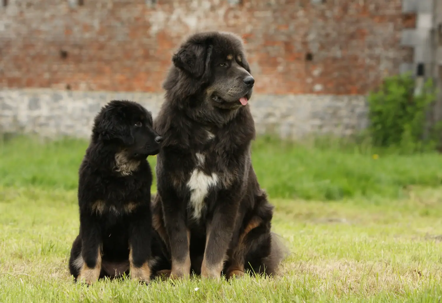 Buying a Tibetan Mastiff puppy means taking responsibility! Buy Tibetan Mastiff puppies.