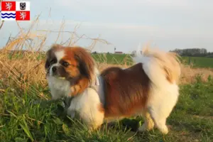 Read more about the article Tibetan Spaniel breeders and puppies in Central Bohemia