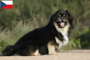 Read more about the article Tibetan Spaniel breeders and puppies in the Czech Republic