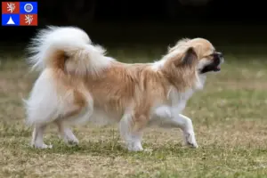 Read more about the article Tibetan Spaniel breeder and puppies in Liberec