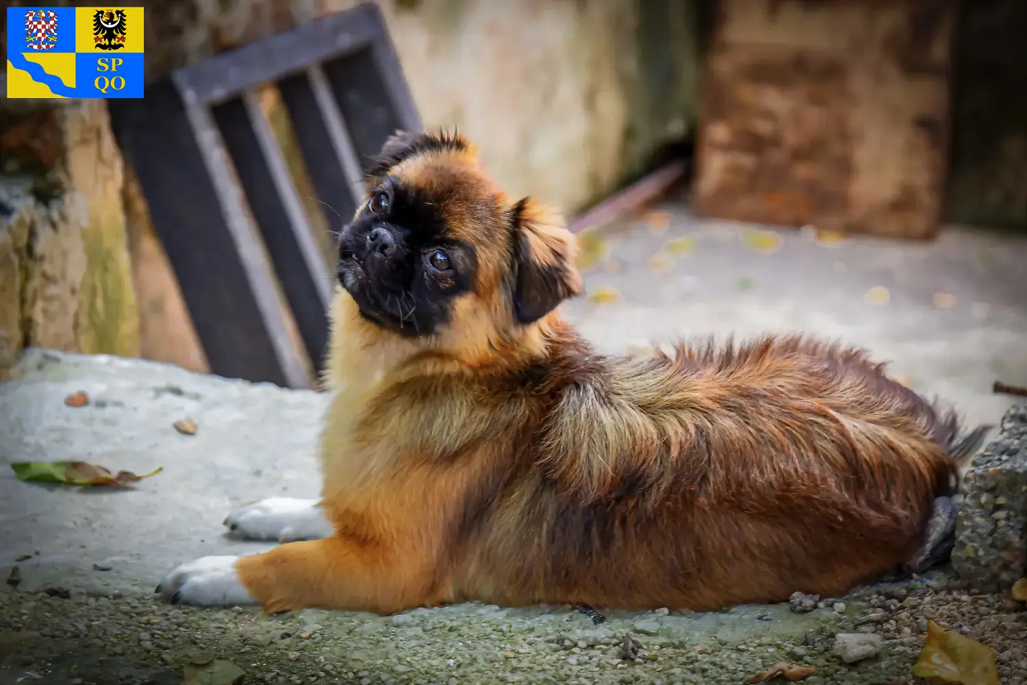 Read more about the article Tibetan Spaniel breeder and puppies in Olomouc
