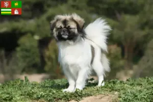 Read more about the article Tibetan Spaniel breeder and puppies in Pilsen