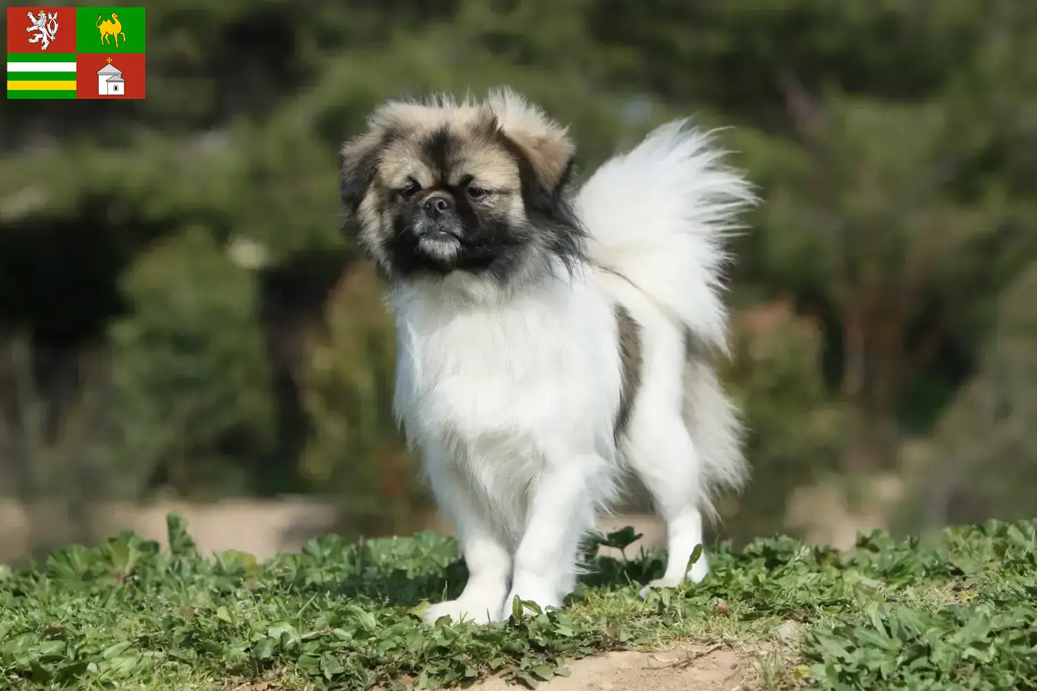 Tibetan spaniel puppies and breeder Pilsen Find Tibetan Spaniels breeders in Pilsen here.