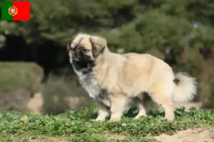Read more about the article Tibetan Spaniel breeders and puppies in Portugal