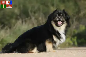 Read more about the article Tibetan Spaniel breeders and puppies in South Bohemia