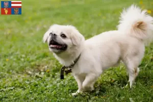 Read more about the article Tibetan Spaniel breeders and puppies in South Moravia