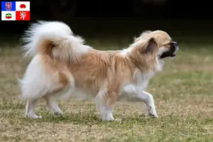 Read more about the article Tibetan Spaniel breeder and puppies in Vysočina
