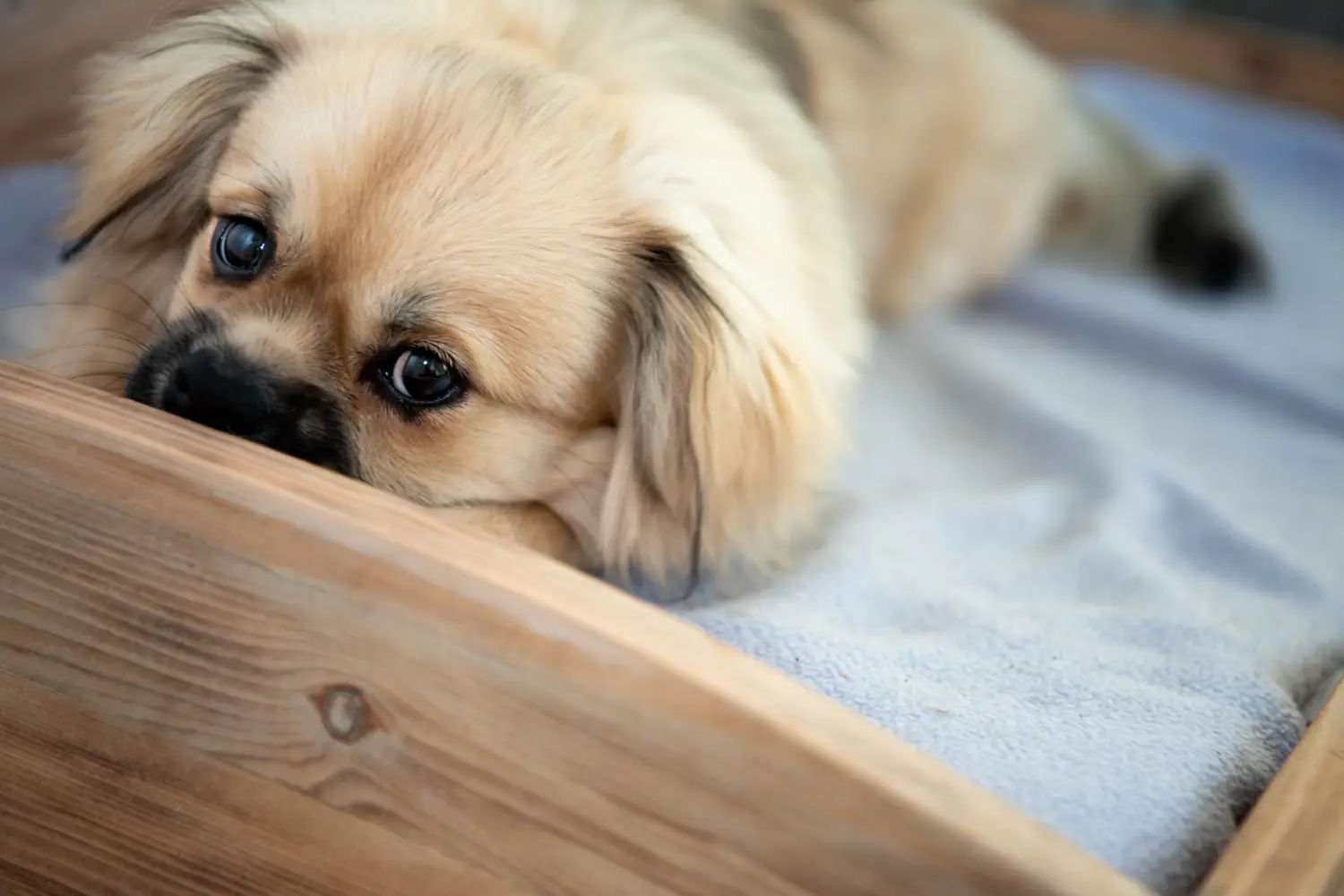 Buying a Tibetan spaniel puppy means taking responsibility! Buy Tibetan spaniel puppies.