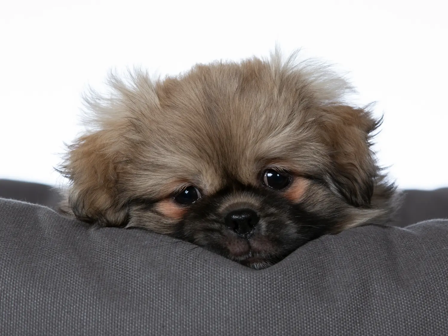 Buying a Tibetan spaniel puppy means taking responsibility! Buy Tibetan spaniel puppies.