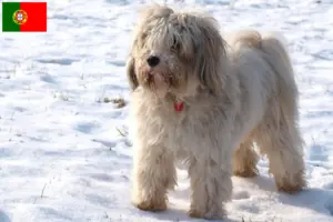 Read more about the article Tibetan Terrier breeders and puppies in Portugal