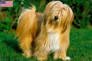 Read more about the article Tibetan Terrier breeders and puppies in the USA