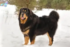 Read more about the article Tibetan Dog breeder and puppies in Nordjylland