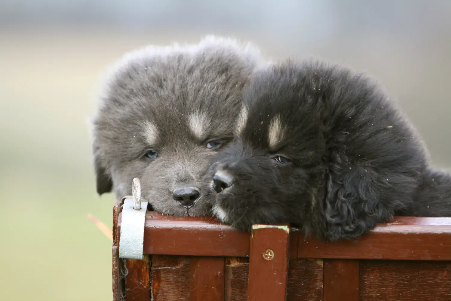 Buying a Tibetan Mastiff puppy means taking responsibility! Buy Tibetan Mastiff puppies.