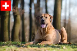 Read more about the article Tosa breeders and puppies in Switzerland
