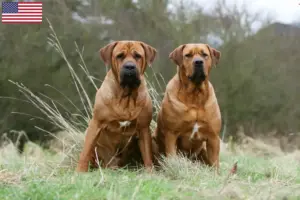 Read more about the article Tosa breeders and puppies in the USA