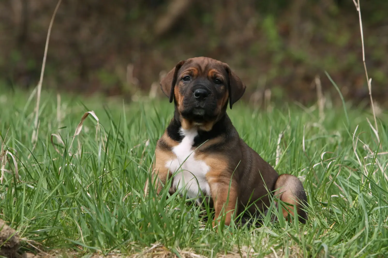Buying a Tosa puppy means taking responsibility! Buy Tosa puppies.