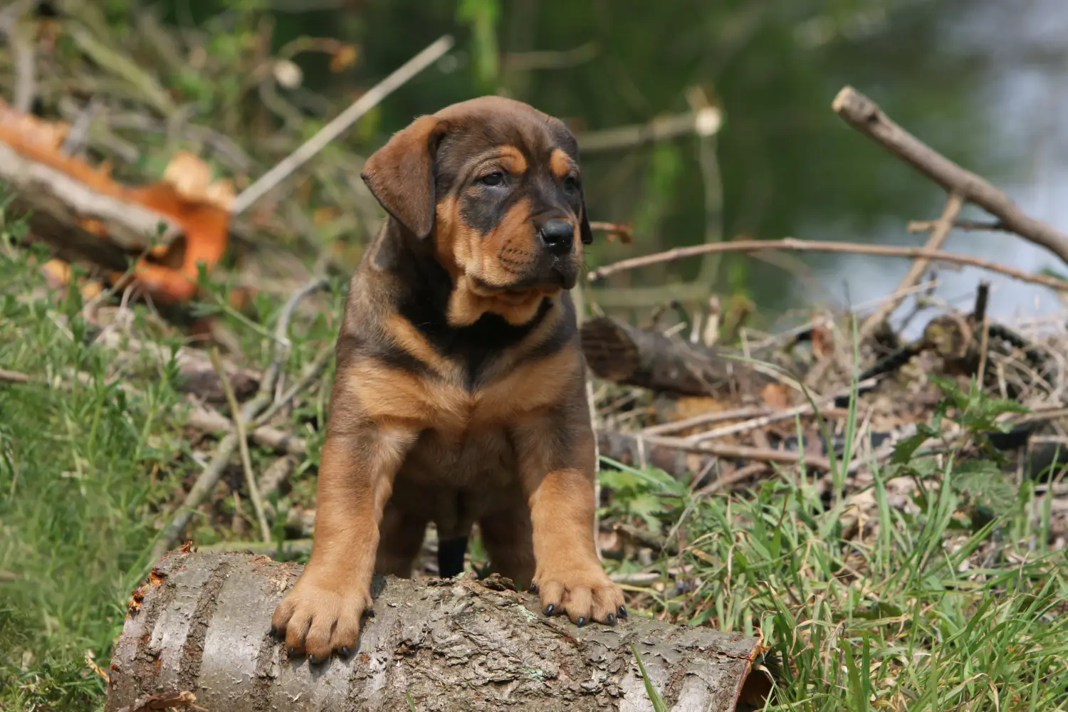 Buying a Tosa puppy means taking responsibility! Buy Tosa puppies.