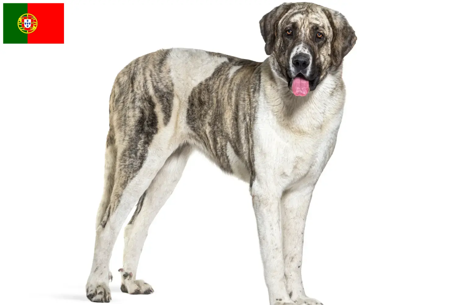 Read more about the article Transmontano Shepherd Dog Breeder and Puppies in Portugal