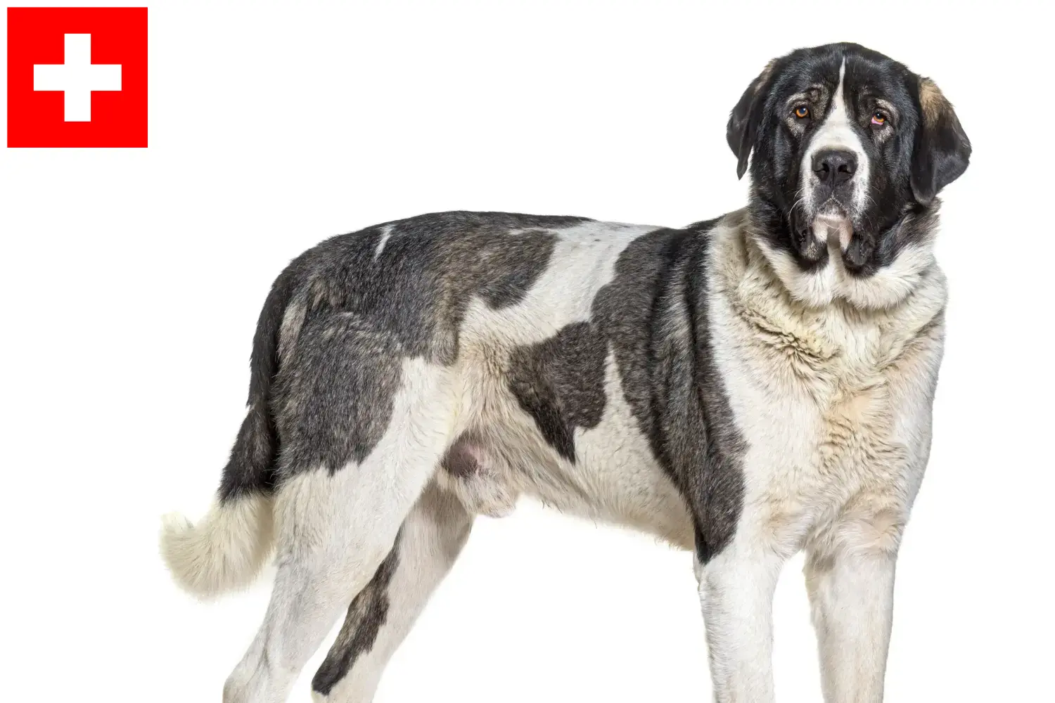 Transmontano Shepherd Dog Puppies and Breeder Switzerland Here you can find Transmontano Shepherd Dog breeders in Switzerland.