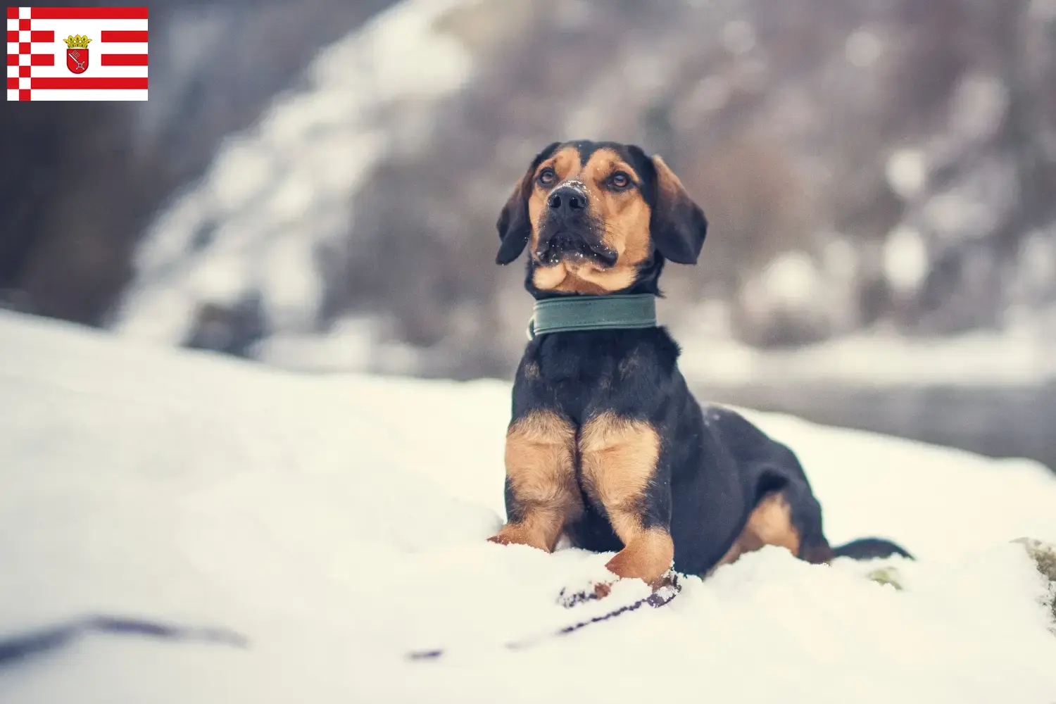 Tyrolean Bracke puppies and breeders Bremen Here you can find Tyrolean Bracken breeders in Bremen.