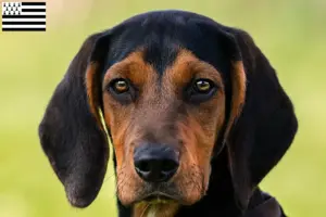 Read more about the article Tyrolean Bracke breeders and puppies in Brittany