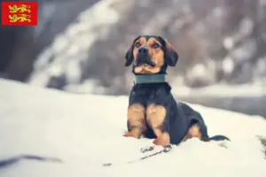 Read more about the article Tyrolean Bracke breeders and puppies in Normandy