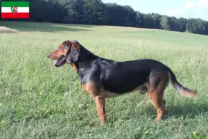 Read more about the article Tyrolean Bracke breeders and puppies in North Rhine-Westphalia