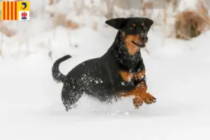 Read more about the article Tyrolean Bracke breeders and puppies in Provence-Alpes-Côte d’Azur
