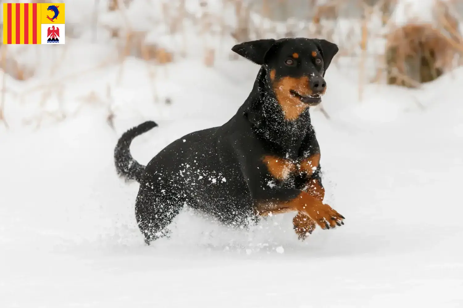 Read more about the article Tyrolean Bracke breeders and puppies in Provence-Alpes-Côte d’Azur