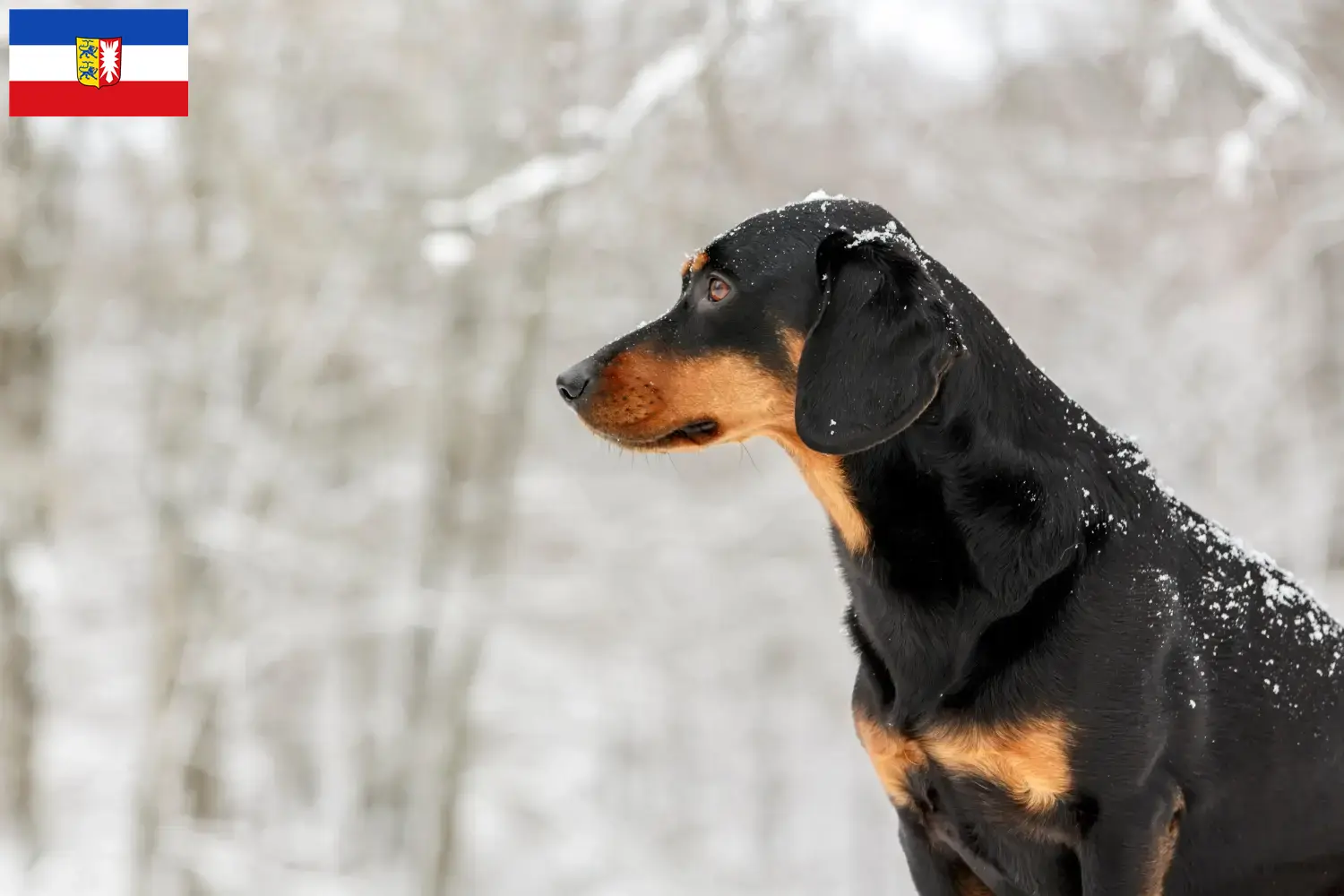 Read more about the article Tiroler Bracke breeders and puppies in Schleswig-Holstein