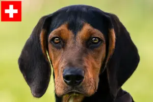 Read more about the article Tyrolean Bracke breeders and puppies in Switzerland