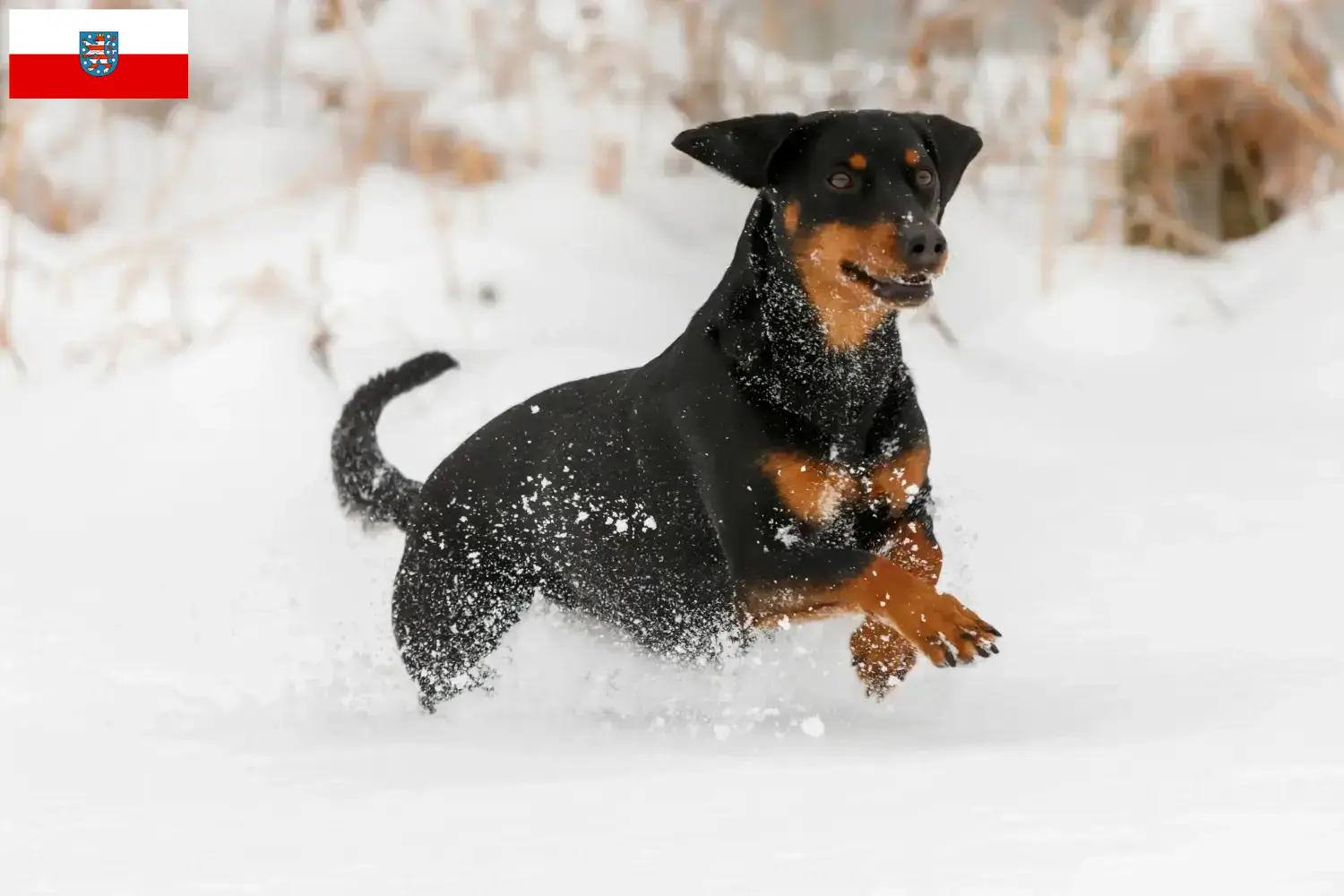 Tyrolean Bracke puppies and breeders Thuringia Here you can find Tyrolean Bracken breeders in Thuringia.