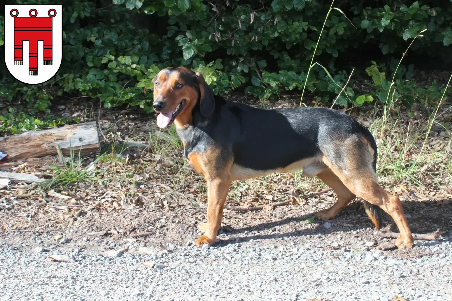 Tyrolean Bracke puppies and breeders Vorarlberg Here you can find Tyrolean Bracken breeders in Vorarlberg.