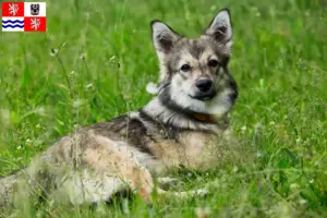 Read more about the article Västgötaspets breeders and puppies in Central Bohemia