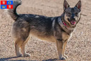 Read more about the article Västgötaspets breeders and puppies in Hradec Králové