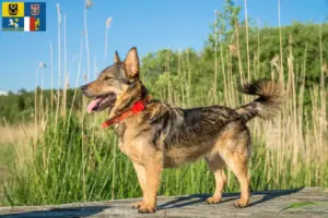 Read more about the article Västgötaspets breeders and puppies in Moravia-Silesia