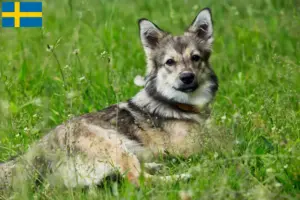 Read more about the article Västgötaspets breeders and puppies in Sweden